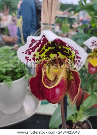 Add some natural beauty to your life with  orchidea . Royalty-Free Stock Photo #2434425049
