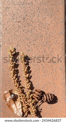 pine tree seeds Placed on a brown brick floor.