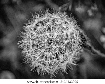 A stylised picture of a dandelion