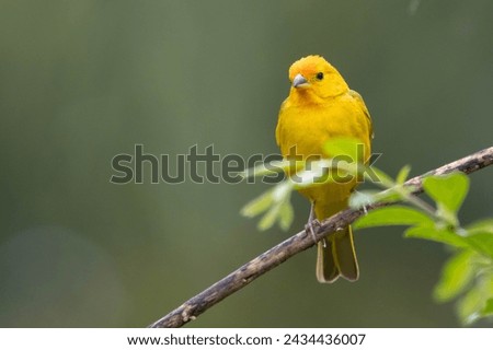 A male of Saffron Finch also known as Canario or Chirigue Azafranado perched on the branch. Species Sicalis flaveola. Birdwatcher.  Bird lover. Birding. Yellow bird. Royalty-Free Stock Photo #2434436007