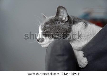 grey and white cat portrait. Muzzle of a gray fluffy cat close-up lying on the couch or sofa or bed. grey background. big eyes. copy space. pet ownership, pet friendship concept. Pet portrait. Royalty-Free Stock Photo #2434445911