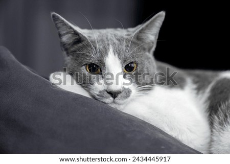 grey and white cat portrait. Muzzle of a gray fluffy cat close-up lying on the couch or sofa or bed. grey background. big eyes. copy space. pet ownership, pet friendship concept. Pet portrait. Royalty-Free Stock Photo #2434445917
