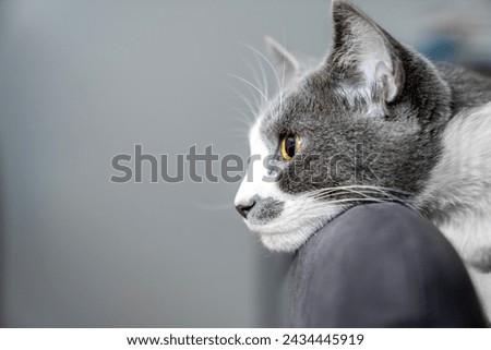 grey and white cat portrait. Muzzle of a gray fluffy cat close-up lying on the couch or sofa or bed. grey background. big eyes. copy space. pet ownership, pet friendship concept. Pet portrait. Royalty-Free Stock Photo #2434445919