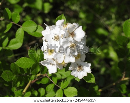 A cluster of flowers, Multiflora Rose, Rosa multiflora, bloomed in a woodland forest.  Sussex County, Delaware. Natural background. Royalty-Free Stock Photo #2434446359