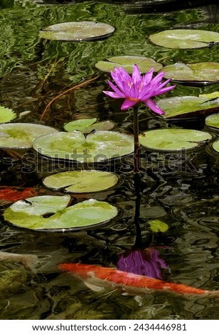 A beautiful picture of pink lotus