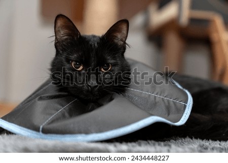 The cat wears a cone collar to protect and prevent licking the wound after sterilization. Neutering the male cat. Sick cat concept. wearing a transparent plastic Elizabethan collar, plastic cone Royalty-Free Stock Photo #2434448227