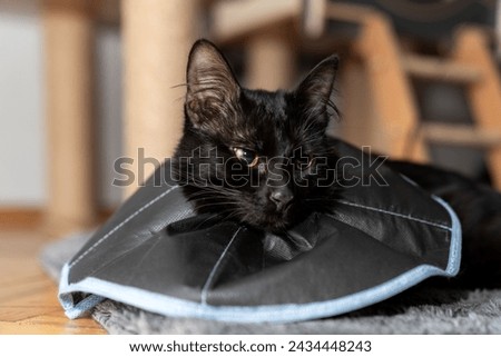 The cat wears a cone collar to protect and prevent licking the wound after sterilization. Neutering the male cat. Sick cat concept. wearing a transparent plastic Elizabethan collar, plastic cone Royalty-Free Stock Photo #2434448243