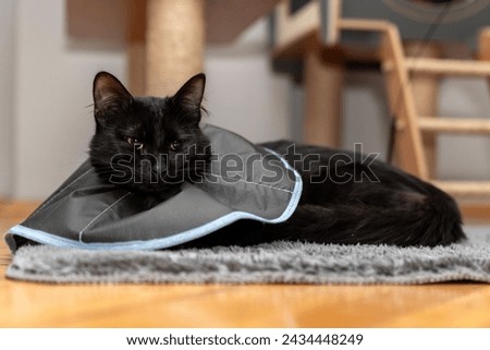 The cat wears a cone collar to protect and prevent licking the wound after sterilization. Neutering the male cat. Sick cat concept. wearing a transparent plastic Elizabethan collar, plastic cone Royalty-Free Stock Photo #2434448249