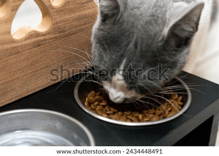 cat eating dry food and drink water from a bowl. living with a cat at home, pet concept. Delicious treat for your beloved pet. eats a portion of diet food. Caring for pets. Royalty-Free Stock Photo #2434448491