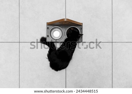 cat eating dry food and drink water from a bowl. living with a cat at home, pet concept. Delicious treat for your beloved pet. eats a portion of diet food. Caring for pets. Royalty-Free Stock Photo #2434448515
