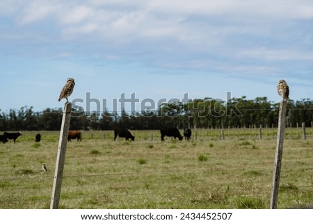 owl perched in the countryside
