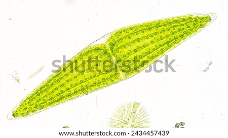 Freshwater phytoplankton under microscope. The species is probably closterium lunula. live cell. 100x microscpe magnification + camera zoom. Stacked photo Royalty-Free Stock Photo #2434457439