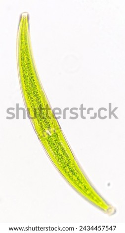 Freshwater microalgae belonging to desmid group, Closterium sp. Selective focus image Royalty-Free Stock Photo #2434457547