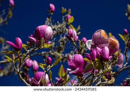 Bright Pink Magnolia blooms on a tree branch.