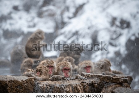View of snow monkies in an onsen