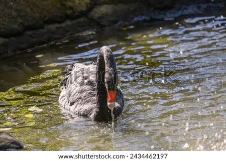A black swan is playing in a lake water 