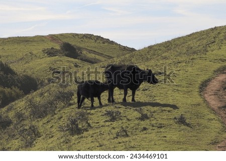 Mother Cow and Calf in the East Bay hills of Northern California Royalty-Free Stock Photo #2434469101