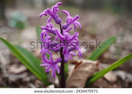Macro photo of Hyacinth flowers.