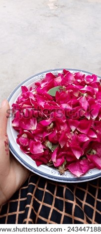 Beautiful red flower petals picture Royalty-Free Stock Photo #2434471889