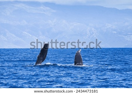 Baby humpback resting on its side with pectoral fin and part of tail above water. Royalty-Free Stock Photo #2434473181