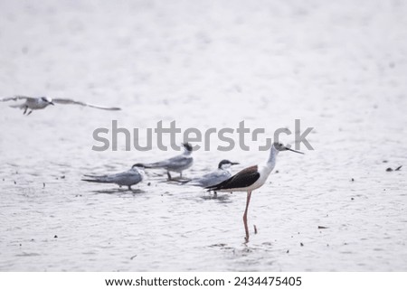 The sea birds on the lake
