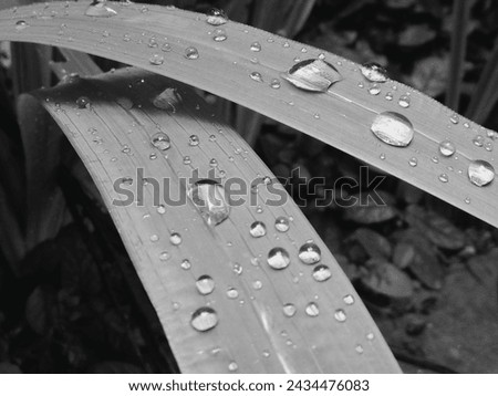 Rain drops on a leaf, black and white photo with Shallow depth of field. Image of black and white blade of grass with drops of water. Close-up of wet plant

