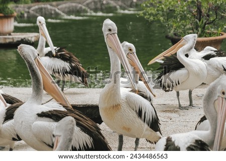 a group of pelicans with their very beautiful friends