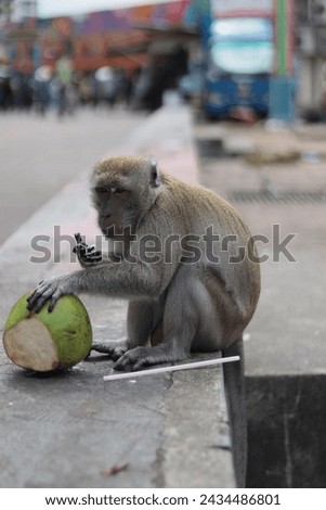 A portrait picture of a monkey having coconut beside the roadway.