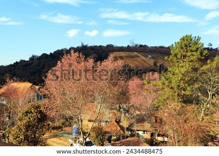 View of the cheery blossom field on the mountain at the village