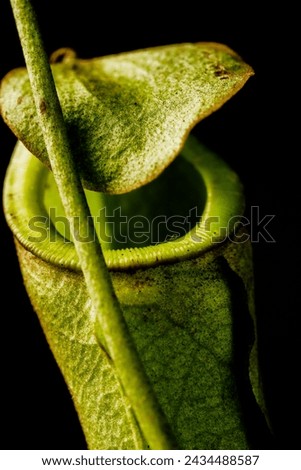 Mesmerizing close-up of the green hooded pitcher plant (Nepenthes spp.), elegantly captured against a black background. Royalty-Free Stock Photo #2434488587