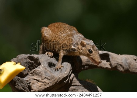 Swinhoe's strped squirrel Tampaton Temple Chonburi Thailand