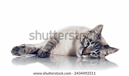 A sad Thai cat lies on a white background. Portrait of a Thai-bred kitten. Small cat with blue eyes. Royalty-Free Stock Photo #2434492511
