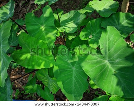Perfect taro plant picture using photography.