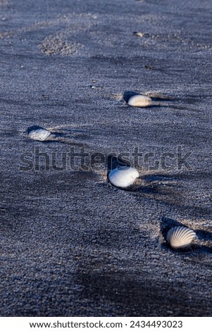 Shells on the Beach. Puerto Peñasco, Sonora, Mexico. 