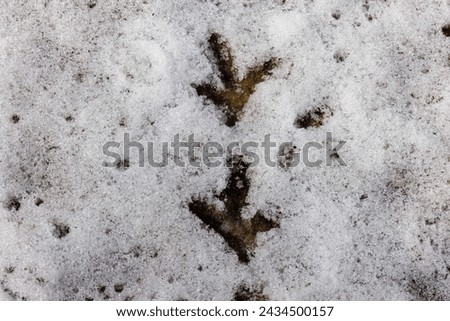 Close up of Ruffed Grouse (Bonasa umbellus) tracks in the snow during winter in Wisconsin