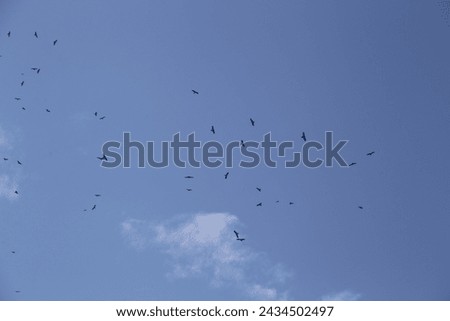 Many birds are flying across the sky.