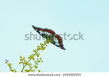 A cyntic butterfly pollinating the flowers of a fruit plant.