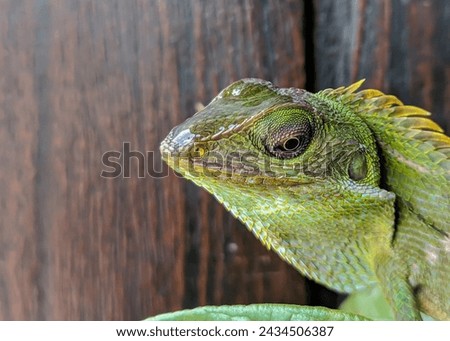 Close-up of a mane lizard (bronchocela jubata) on a wooden texture. With eyes looking at the camera and green scaly skin.
