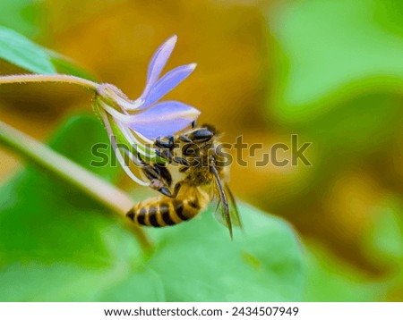 the genus Apis is Latin for bee, and mellifera is Latin for honey bearer or honey bearer, referring to the species' honey production Royalty-Free Stock Photo #2434507949