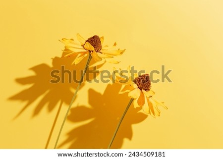 Creative autumn floral flat lay, yellow dried flowers cosmos, beautiful shadow from sunlight, aesthetic blooming flower, Autumnal still life, minimal trend, top view, monochrome background, copyspace