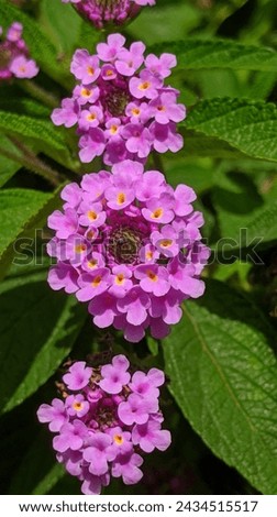 Beautiful Wild Lantana Flower, 
Description - Flower leaves and buds
Background – Natural and green 
Location- Sri Lankan wildflowers.