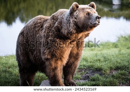 Picture of a big majestic brown bear.