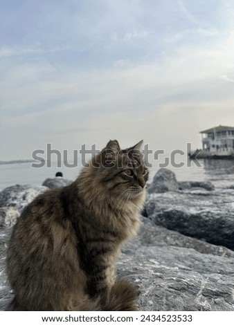 A stray cat standing over the rocks