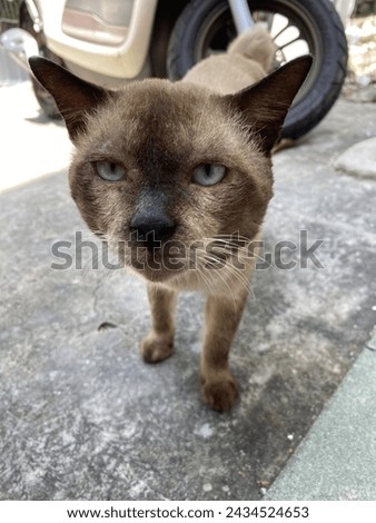 black-headed cat with a brown body