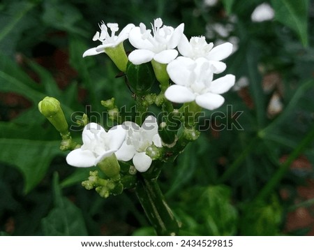 Small white flowers that live in the forest and are rarely found