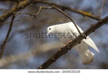White dove on a tree branch