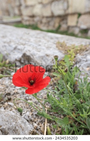 picture of poppy flower grown in nature