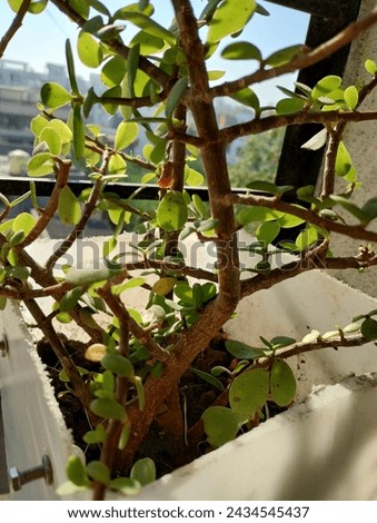 Jade plant in dore plant. This are the morning image. The beautifull nature sun.
