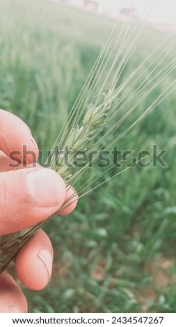 A  wheat  plant 🌿 
this picture is captured in Islamabad .
and today Thursday 7 March 2024. this is simple picture but our nation is naturally beautiful. 