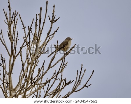 Mockingbird in a tree on a winter's morning, Las Vegas, Nevada.